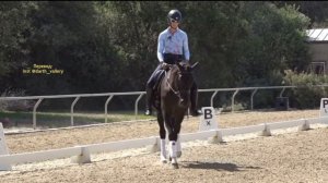 Выездка для начинающих