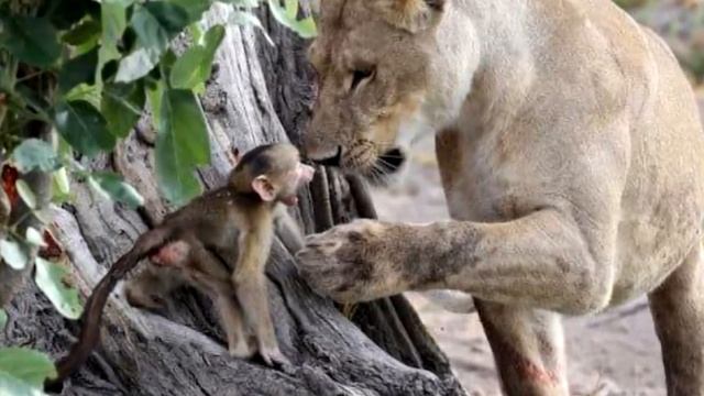 Львица схватила обезьяну с маленьким детёнышем, то что произошло дальше невероятно... смотреть онлайн