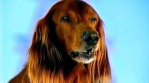 Корм для собак Chappi / Любитель лягушек