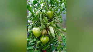 Коловый кубанский