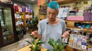 Филодендрон Биркин - пестрый и редкий филодендрон | Модное комнатное растение