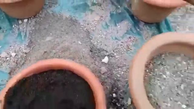 How to make ADENIUM soil mix/ prepare soil mix for ADENIUM. смотреть онлайн