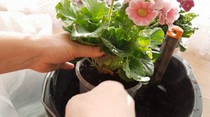 Примулы. Пересадка цветущих примул зимой в комнатных условиях. ??? 11.01.2022