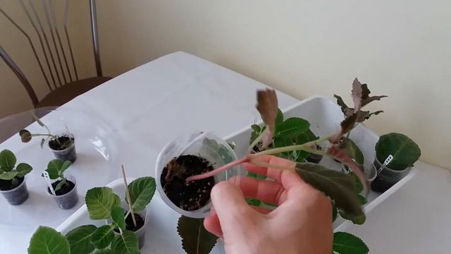 Глоксиния из листиков, детки смотреть онлайн