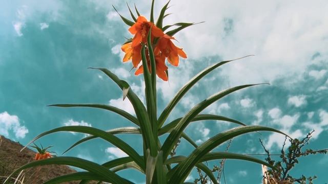 Баткен: Рябчик Эдуарда смотреть онлайн