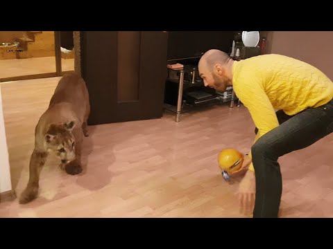 Пума Месси и 