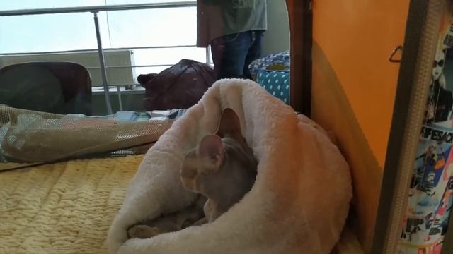 ШОК. ОГРОМНЫЕ КОШКИ. ВЫСТАВКА КОШЕК смотреть онлайн