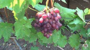Виноград Ризамат. Виноград 2016.