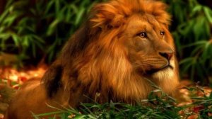 К чему снится лев: значение сна. Сонник Миллера