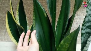 Сколько укореняется сансевиерия. Обзор сортов Black Sword, Black Gold, Black Coral и Whitney.