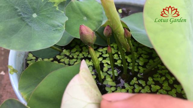 2 most difficult for beginners to grow lotus | grow lotus at home смотреть онлайн