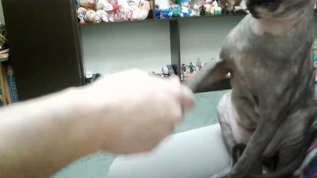 Умный сфинкс смотреть онлайн