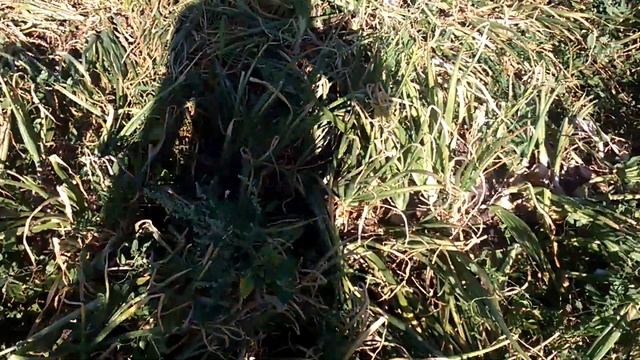 Лук ( голд стар) на 17.08 смотреть онлайн