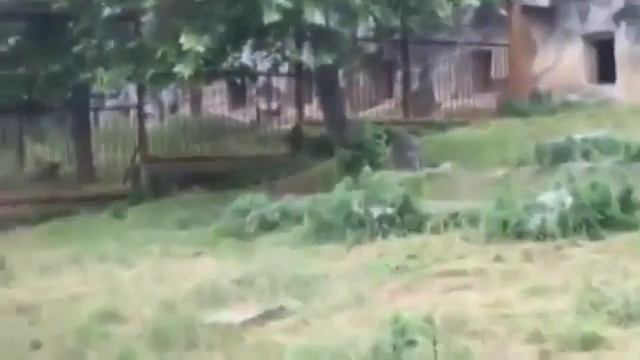 Battle crane with 3 tigers. Бой журавля с 3 тиграми. смотреть онлайн