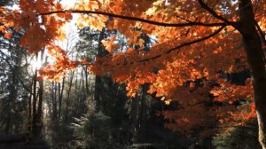 Спокойная Музыка Для Снятия Стресса - RELAXING PIANO - Music - Шум Океана / Stress Relief Music