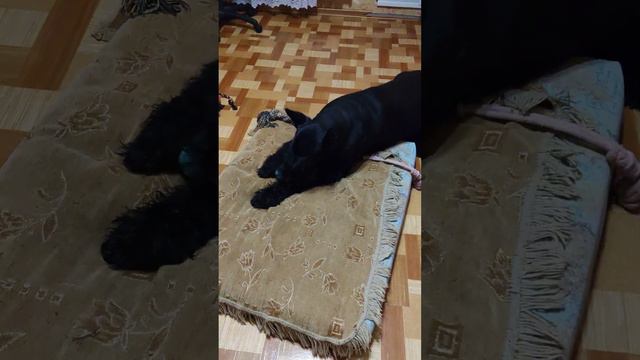 "Большой ребёнок" Ризеншнауцер. смотреть онлайн