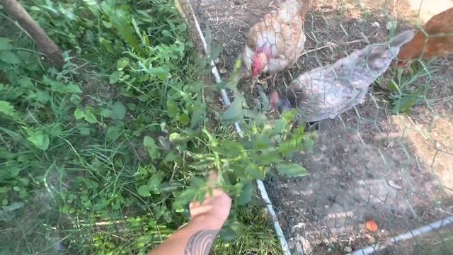 Воскресное безделье смотреть онлайн