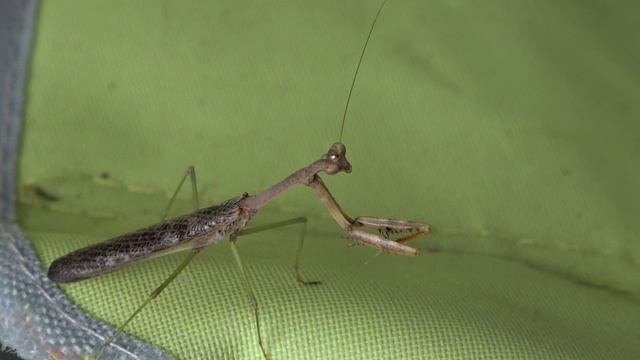 Sony FDR-AX53- Praying Mantis смотреть онлайн