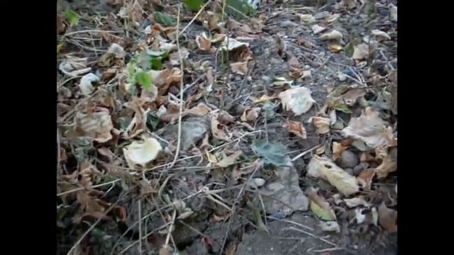 Сбор фундука 2015 см.также Поместье Николая, сад фундука смотреть онлайн