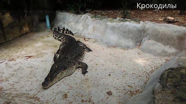 Зоопарк Dusit Zoo в Бангкоке (29-10-2015) смотреть онлайн