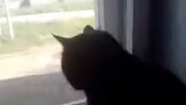 Коты с матами.3gp смотреть онлайн