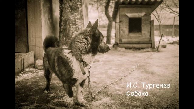Тургенев - Собака (Bookambient) смотреть онлайн