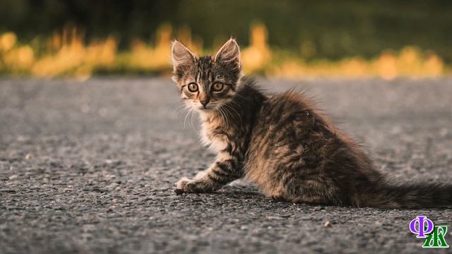 КОТЁНОК Шпуня был милым шалунишкой, ну просто с занозой в попе. И это не шутка, и вот однажды… смотреть онлайн