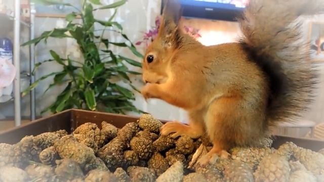 Новогодние каникулы в БелКино смотреть онлайн