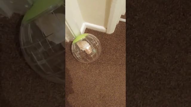 Хомяк в шарике смотреть онлайн