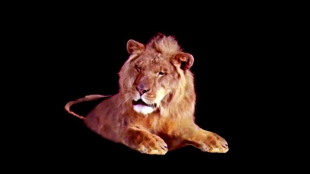 Leo the lion footage v2 смотреть онлайн