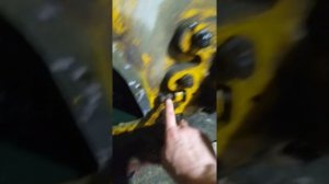 Мини-погрузчик Lonking cdm 308 регулировка натяжки ходовых цепей!