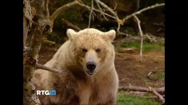 Почему медведь символ России смотреть онлайн