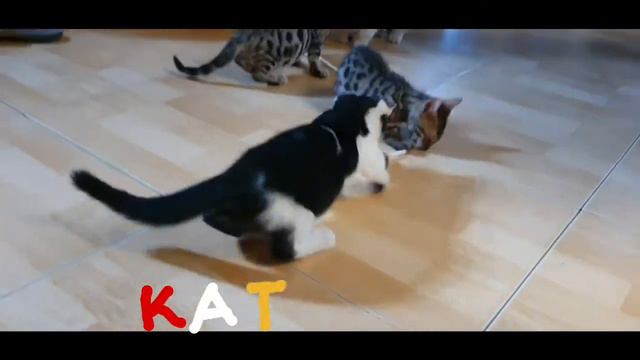 Munchkin Cat смотреть онлайн