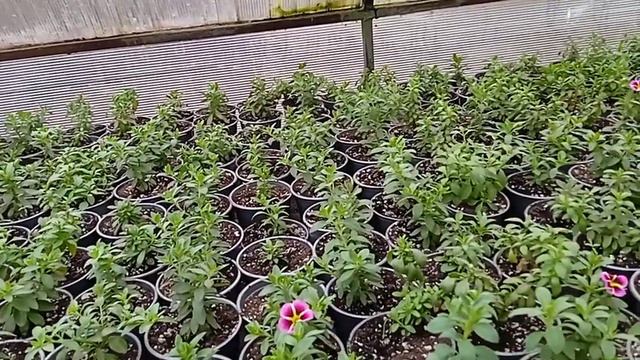 23 марта. Работаем в теплицах, проделанная работа. смотреть онлайн