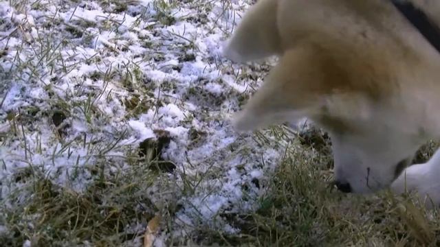 Aikta Inu - 3 mois смотреть онлайн