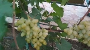 Виноград - Монарх .