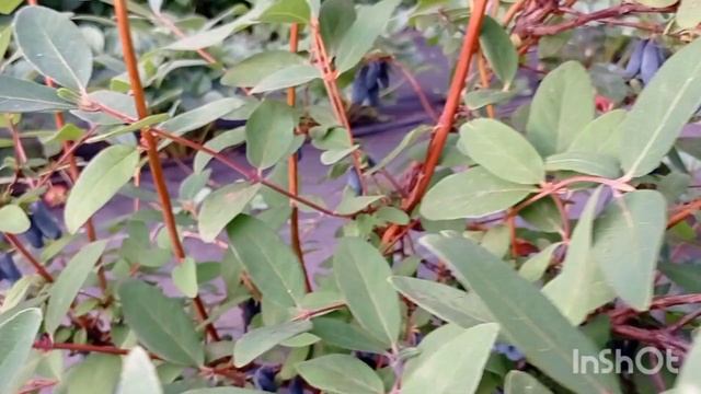 Строительные Революции