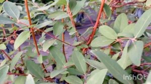 САМЫЕ ВКУСНЫЕ СОРТА ЖИМОЛОСТИ на нашем участке 2022 год