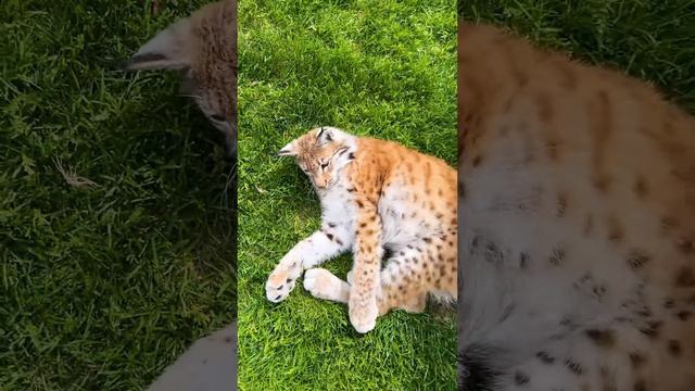 Многофункциональная игрушка для кошек 😺 смотреть онлайн