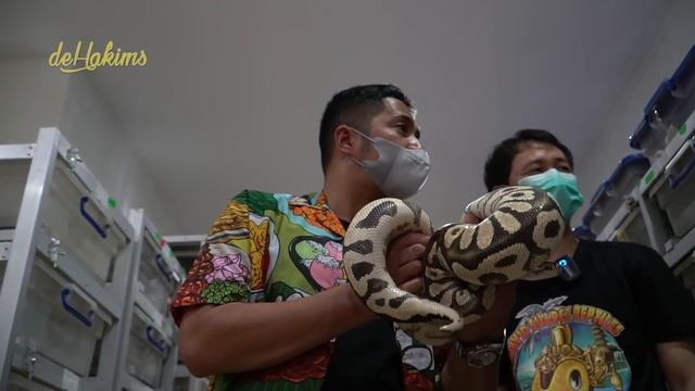 INI DIA PENAMPAKAN ULAR GEN BARU ❗❗ PERTAMA DI DUNIA❗ смотреть онлайн