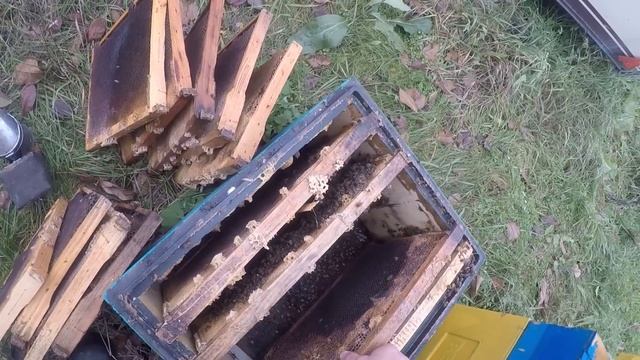 Пасека в ноябре 6 месяцев пчелы без пчеловода #1 смотреть онлайн