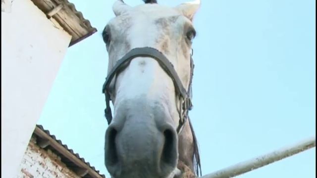 Орловский рысак - национальное достояние России смотреть онлайн