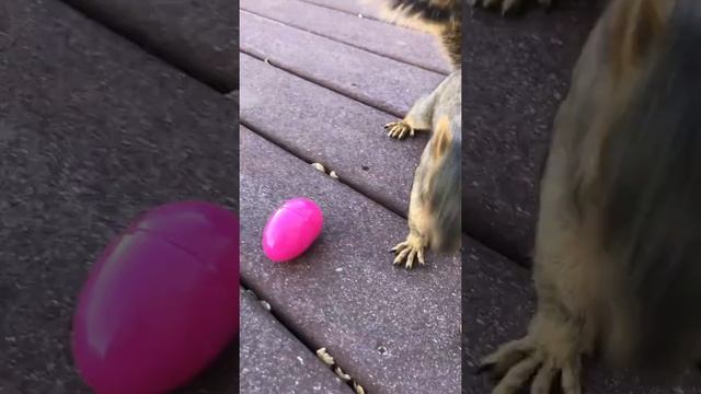 Friendly Squirrel Cracks Open a Peanut-Filled Easter Egg in Colorado смотреть онлайн