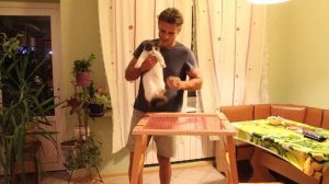 Кастрируем кота самостоятельно.