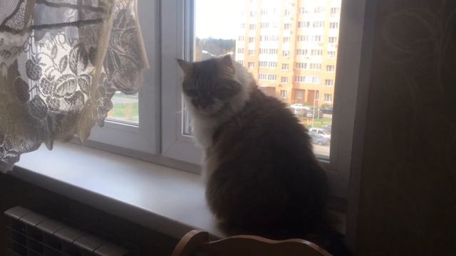 Сибирский кот Потап. Охота на синичку смотреть онлайн