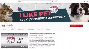 Как приучить собаку к пеленке: 4 совета