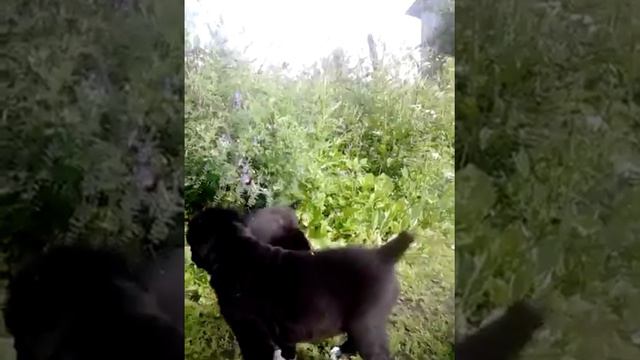 Чёрные щенки алабая смотреть онлайн