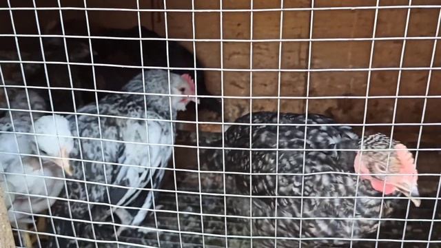 Куры породы Фавероль... они могут оставить вас без яиц? смотреть онлайн