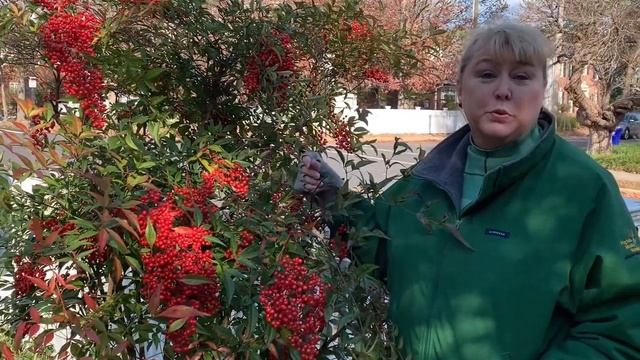 Invasive Plant: Nandina смотреть онлайн