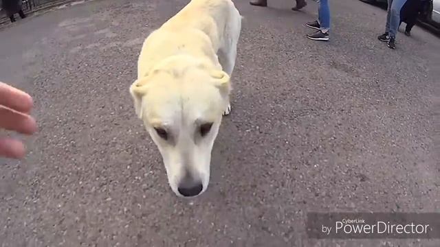 Теплые встречи на территории Монастыря Святой Нино (Покровительницы Грузии )2017. смотреть онлайн